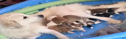 Mixed Breed dogs for sale: Mixed Breed 2 - Ad 8