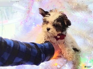 Yorkiepoo dogs Baby - Ad 37