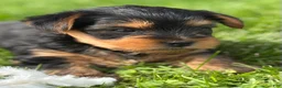 Yorkshire Terrier dogs for sale: Cocoa - Ad 4