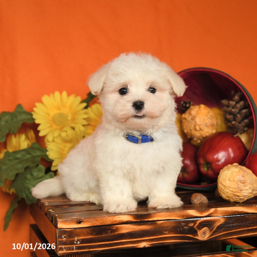 Maltese dogs Oscar - Ad 1
