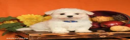 Maltese dogs for sale: Oscar - Ad 1