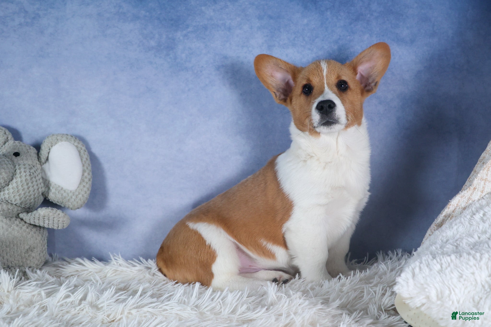 Welsh Corgi Pembroke dogs Luigi - Ad 1