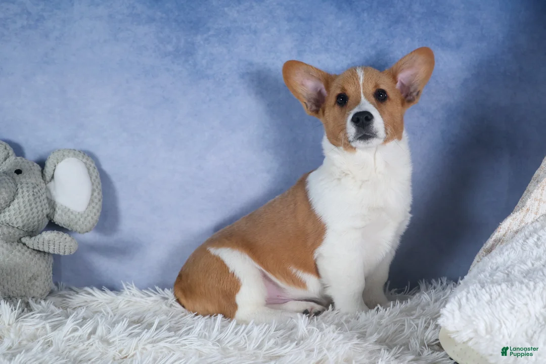 Welsh Corgi Pembroke dogs for sale: Luigi - Ad 1