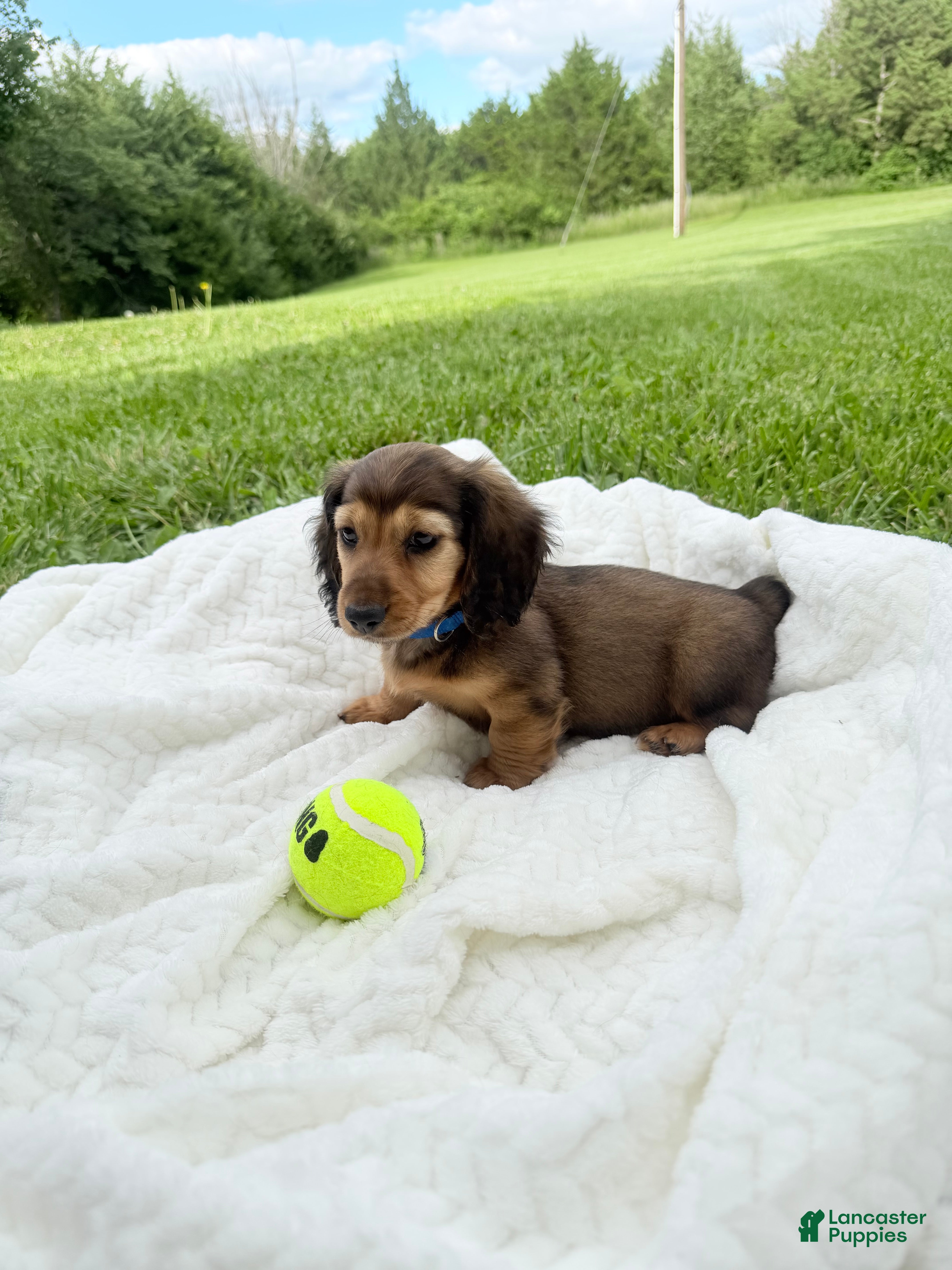 Miniature Dachshund dogs Rex - Ad 30
