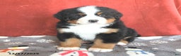 Bernese Mountain Dog dogs for sale: Bear - Ad 2