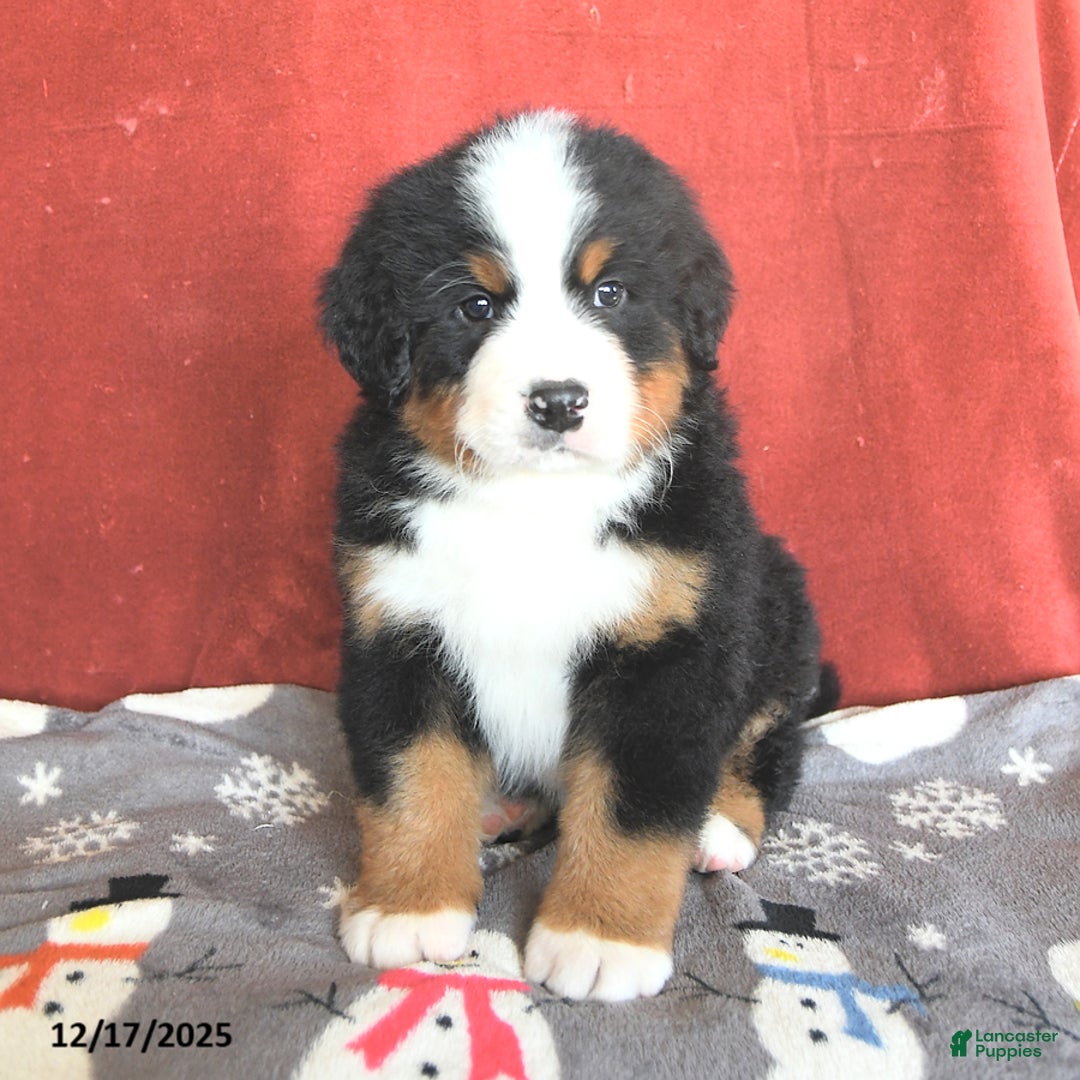 Bernese Mountain Dog dogs for sale: Bear - Ad 2