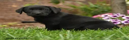 Labrador Retriever dogs for sale: Daisy - Ad 2
