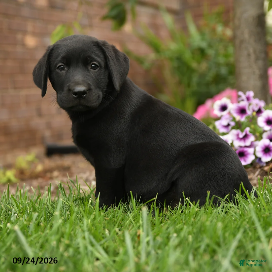 Labrador Retriever dogs for sale: Daisy - Ad 2