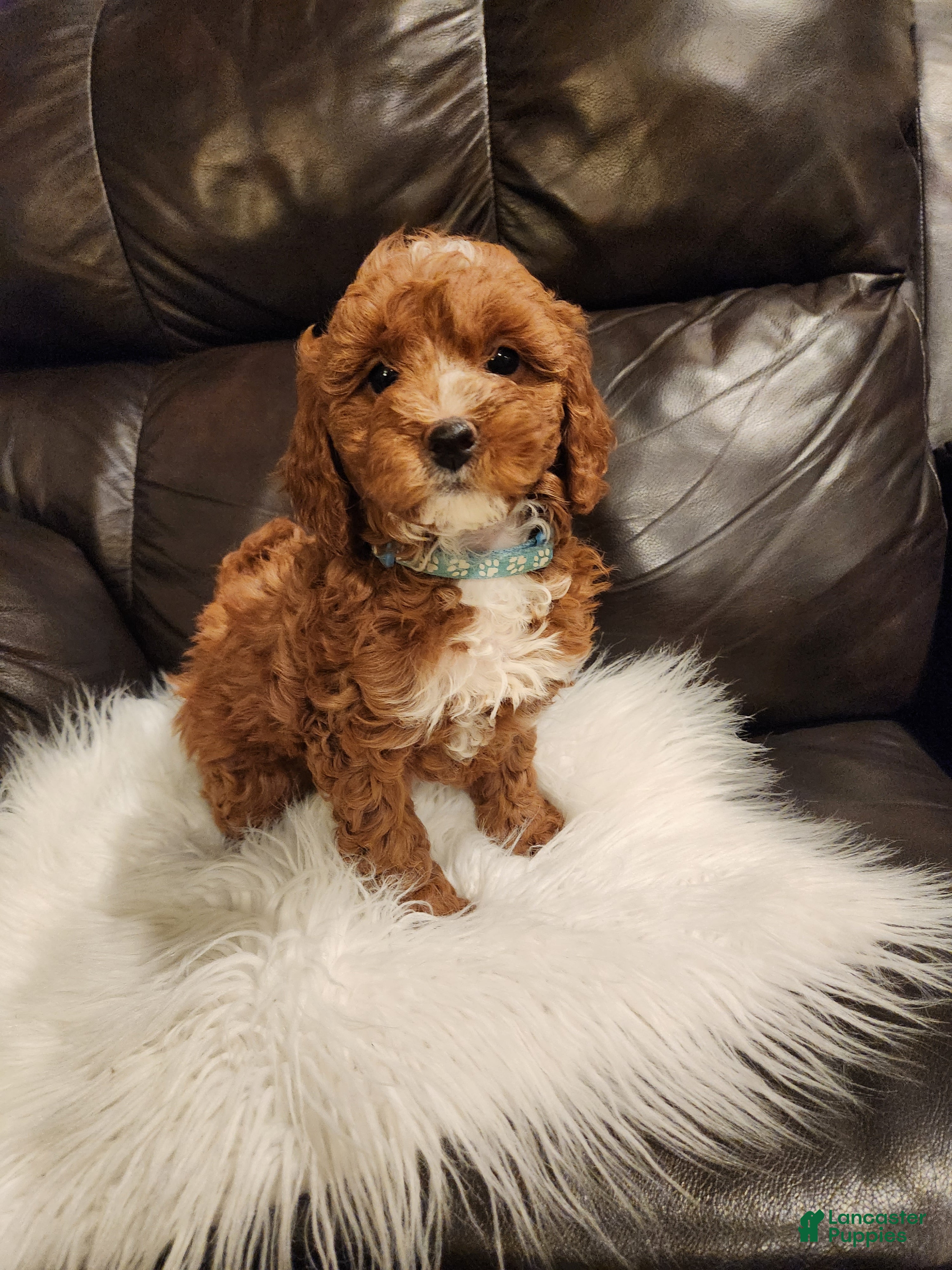 Mini Bernedoodle dogs CANDY - MINI BERNEDOODLE LOVELY PUPPY (RICHLAND, PA) - F1BB - Ad 1