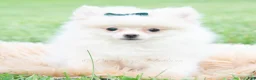 Pomeranian dogs for sale: Frost - Ad 3