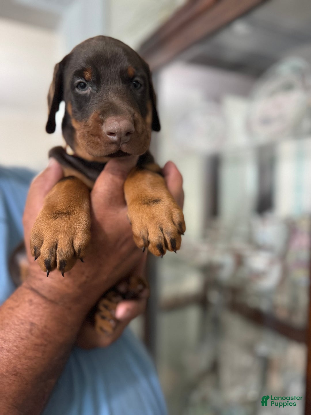 Doberman Pinscher dogs for sale: Doberman Pinscher Puppy 7 - Ad 1
