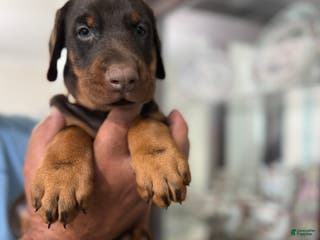 Doberman Pinscher dogs Doberman Pinscher Puppy 7 - Ad 42