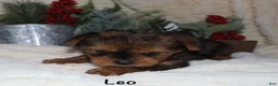 Yorkshire Terrier dogs for sale: Leo - Ad 3