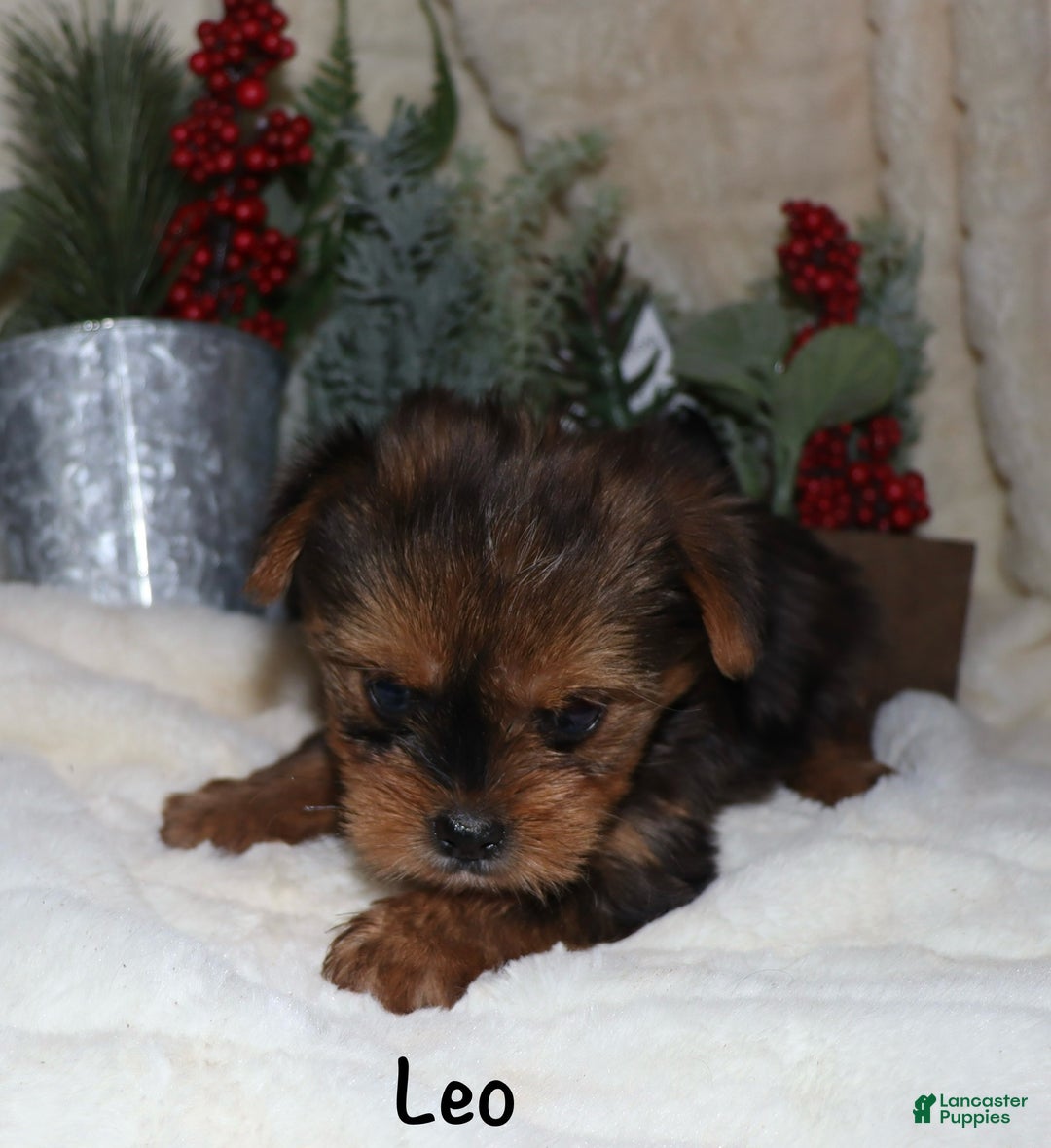 Yorkshire Terrier dogs for sale: Leo - Ad 3