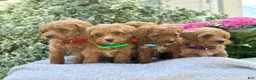 Toy Poodle dogs for sale: Penny - Ad 17