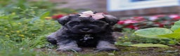 Miniature Schnauzer dogs for sale: Millie - Ad 40