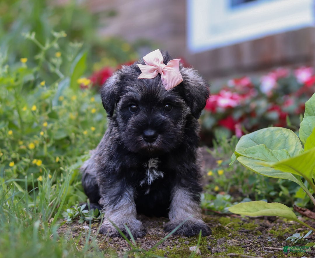 Miniature Schnauzer dogs for sale: Millie - Ad 40