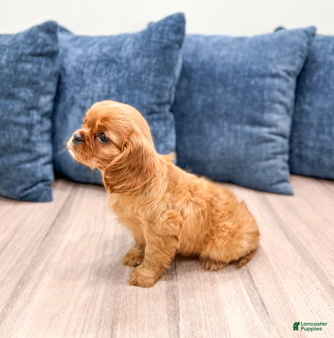 Cavalier King Charles Spaniel dogs for sale: Scarlett - Ad 4