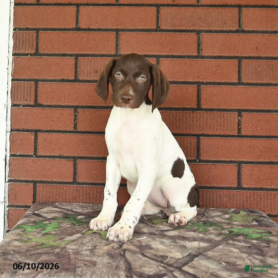 German Shorthaired Pointer dogs Garnet - Ad 1