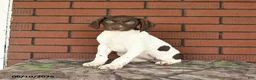 German Shorthaired Pointer dogs for sale: Garnet - Ad 6