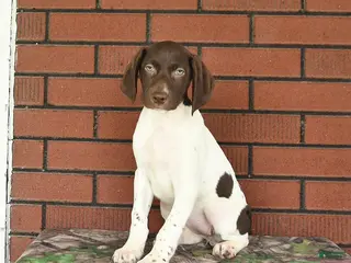 German Shorthaired Pointer dogs for sale: Garnet - Ad 4