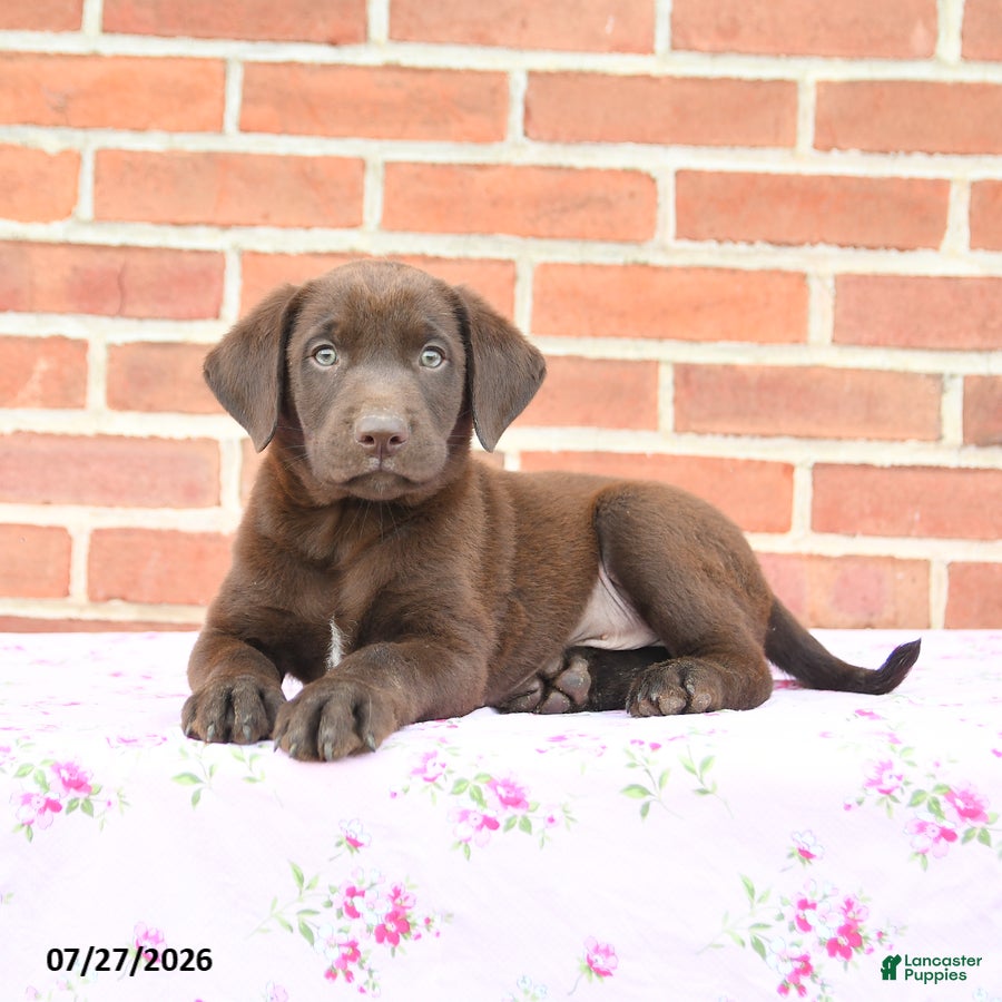 Labrador Retriever dogs Phoenix - Ad 2