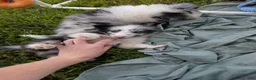 Shetland Sheepdog dogs for sale: Tucker - Ad 4