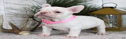 French Bulldog dogs for sale: Candy - Ad 2