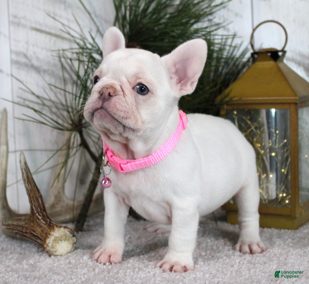 French Bulldog dogs for sale: Candy - Ad 2