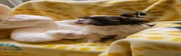 Shih Tzu dogs for sale: Missi - Ad 2