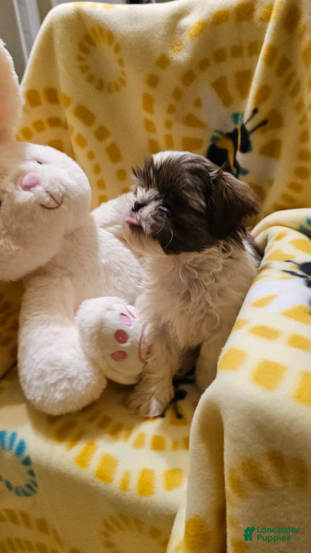 Shih Tzu dogs for sale: Missi - Ad 2