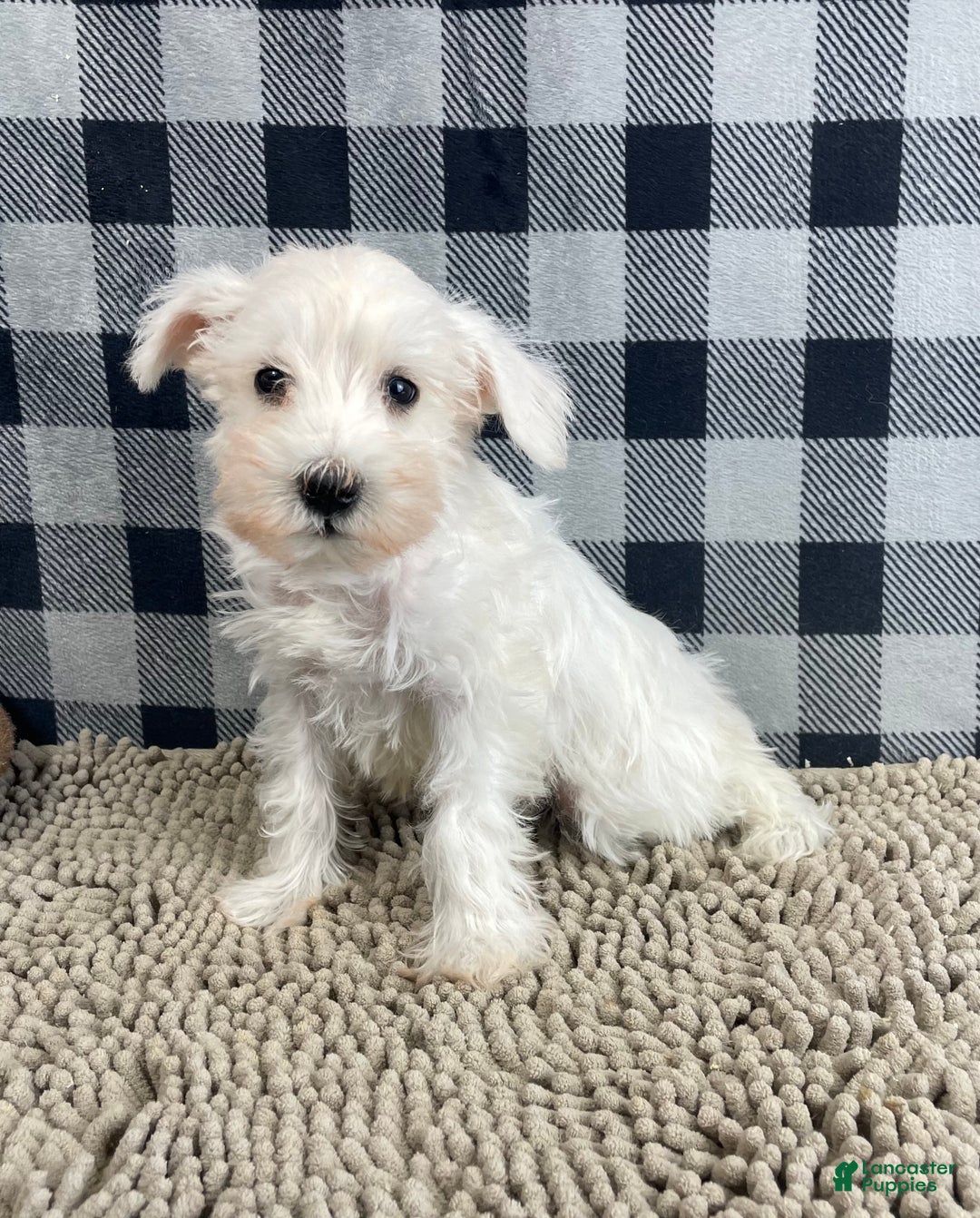 Miniature Schnauzer dogs for sale: Soloman - Ad 4