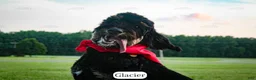 Bernedoodle dogs for sale: Glacier - Ad 3