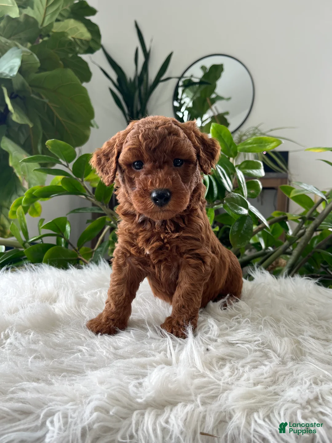 Mini Goldendoodle dogs for sale: Winston  - Ad 5