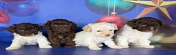 Toy Poodle dogs for sale: ACA DNA Truffle - Ad 8