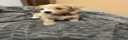 Maltipoo dogs for sale: Maltipoo 5 - Ad 3