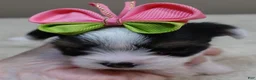 Yorkshire Terrier dogs for sale: Kiva - Ad 6