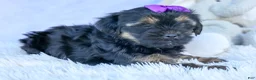 Shorkie dogs for sale: SUSIE - Ad 3