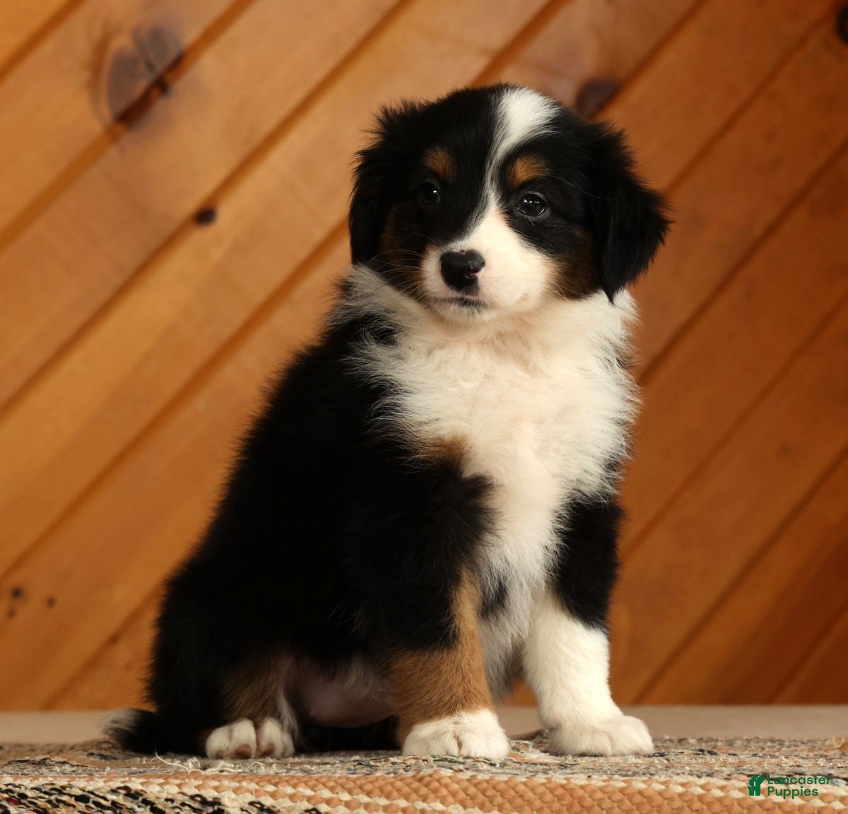 Australian Shepherd dogs Tammy - Ad 2