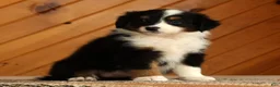 Australian Shepherd dogs for sale: Tammy - Ad 2