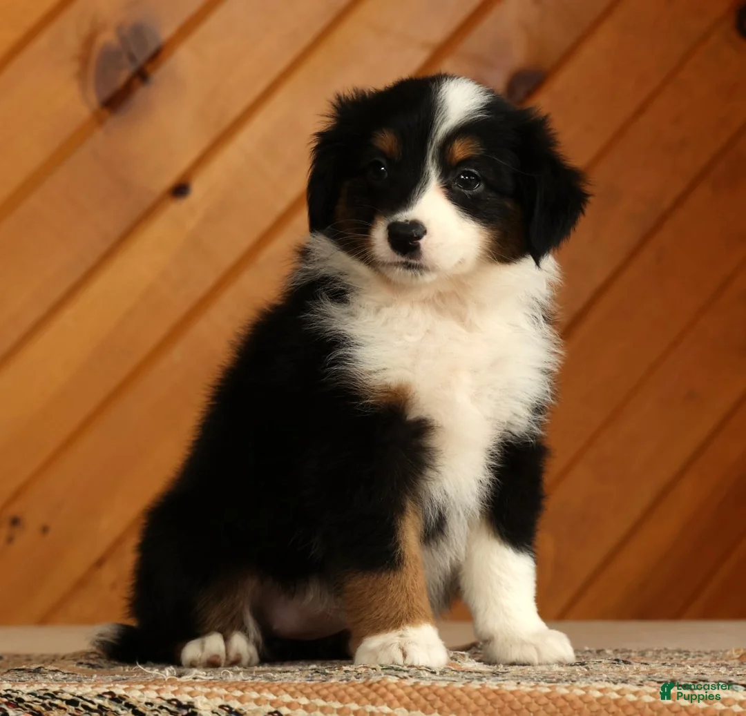Australian Shepherd dogs for sale: Tammy - Ad 2