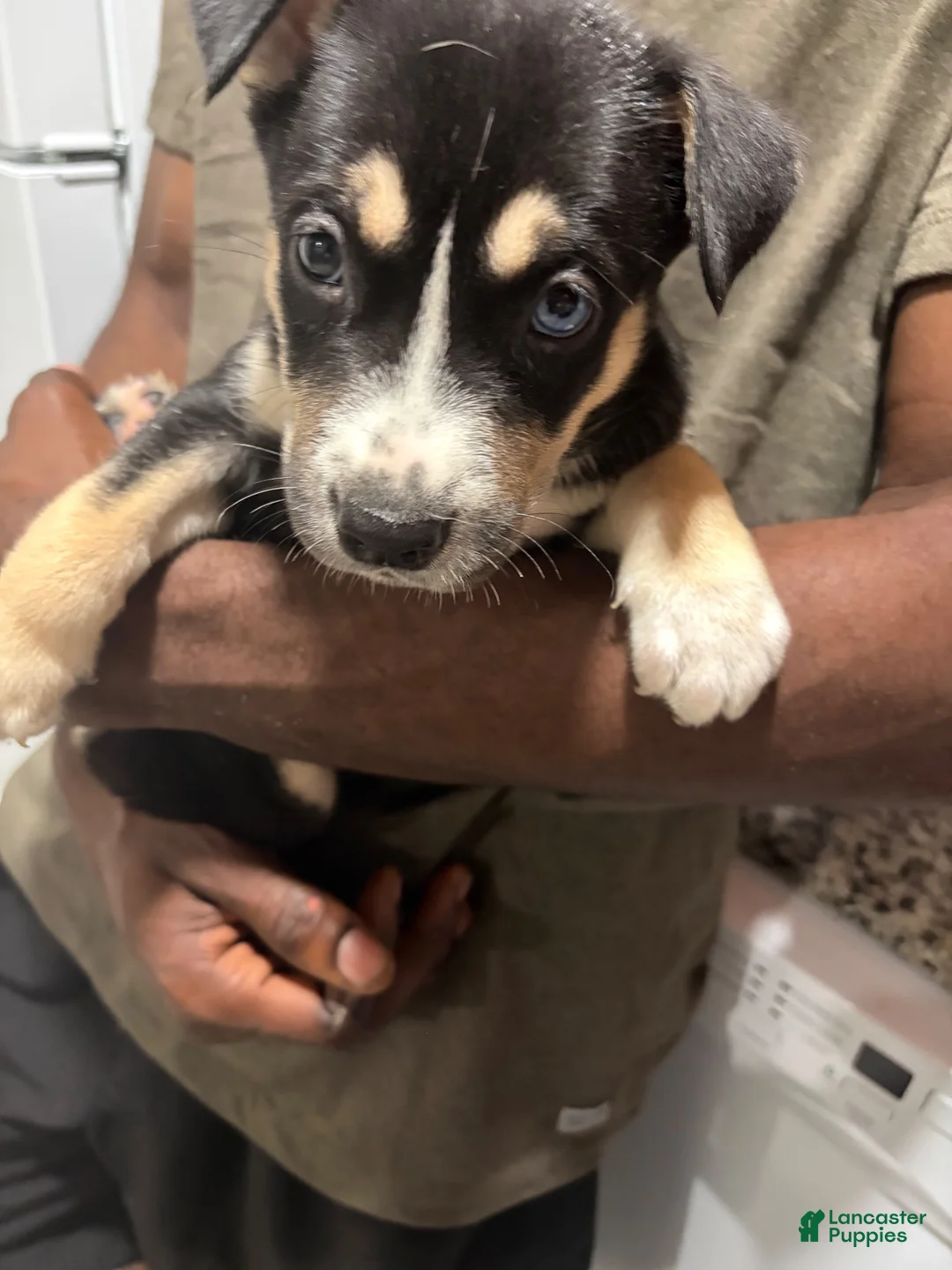 Mixed Breed dogs for sale: Nala - Ad 8