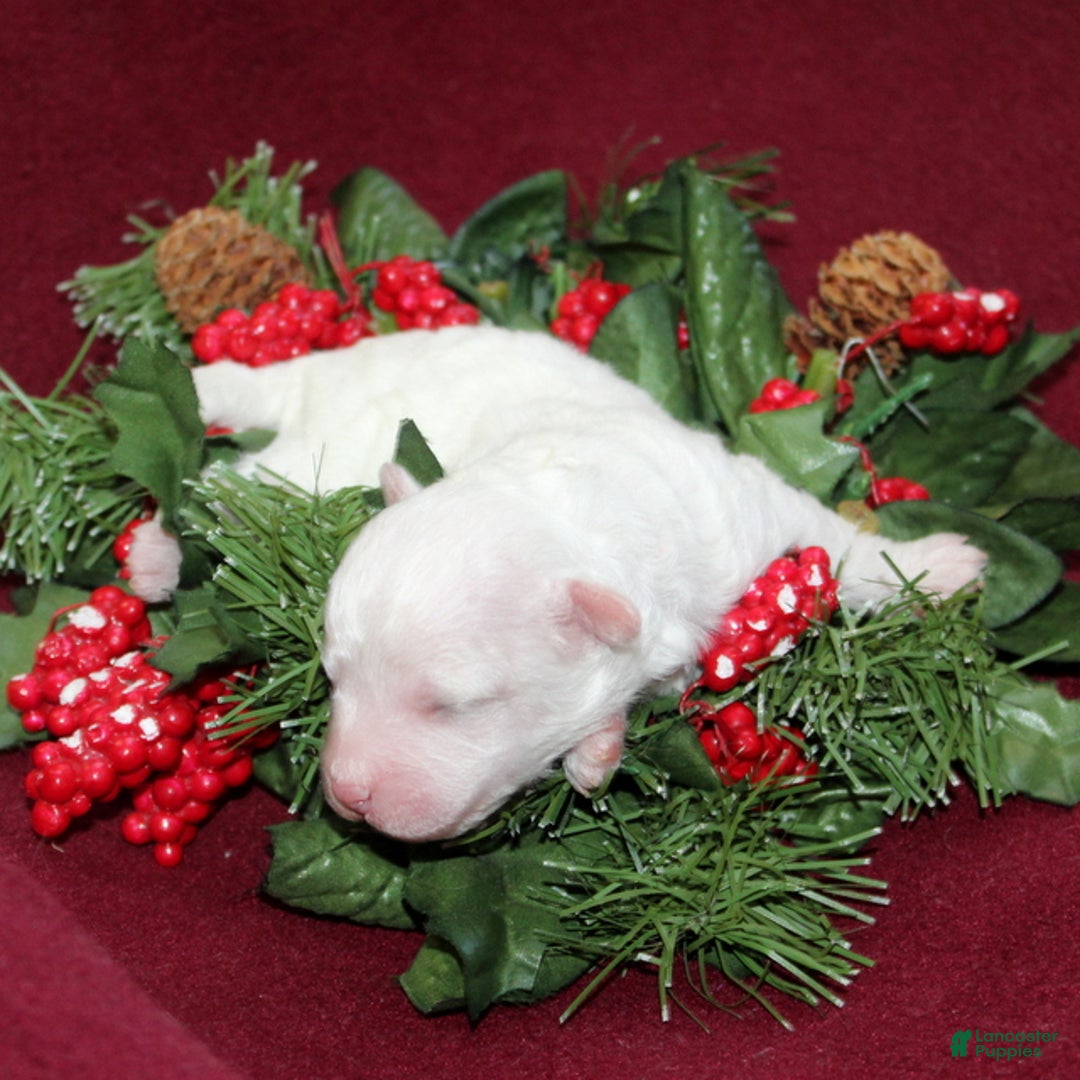 Bichon Frise dogs for sale: Vincent - Ad 2