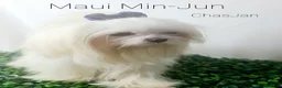 Maltese dogs for stud: Maui Stud  - Ad 4