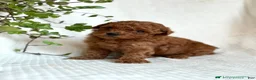 Mini Goldendoodle dogs for sale: Jasper - Ad 5