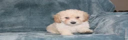 Miniature Poodle dogs for sale: Sammie  - Ad 5