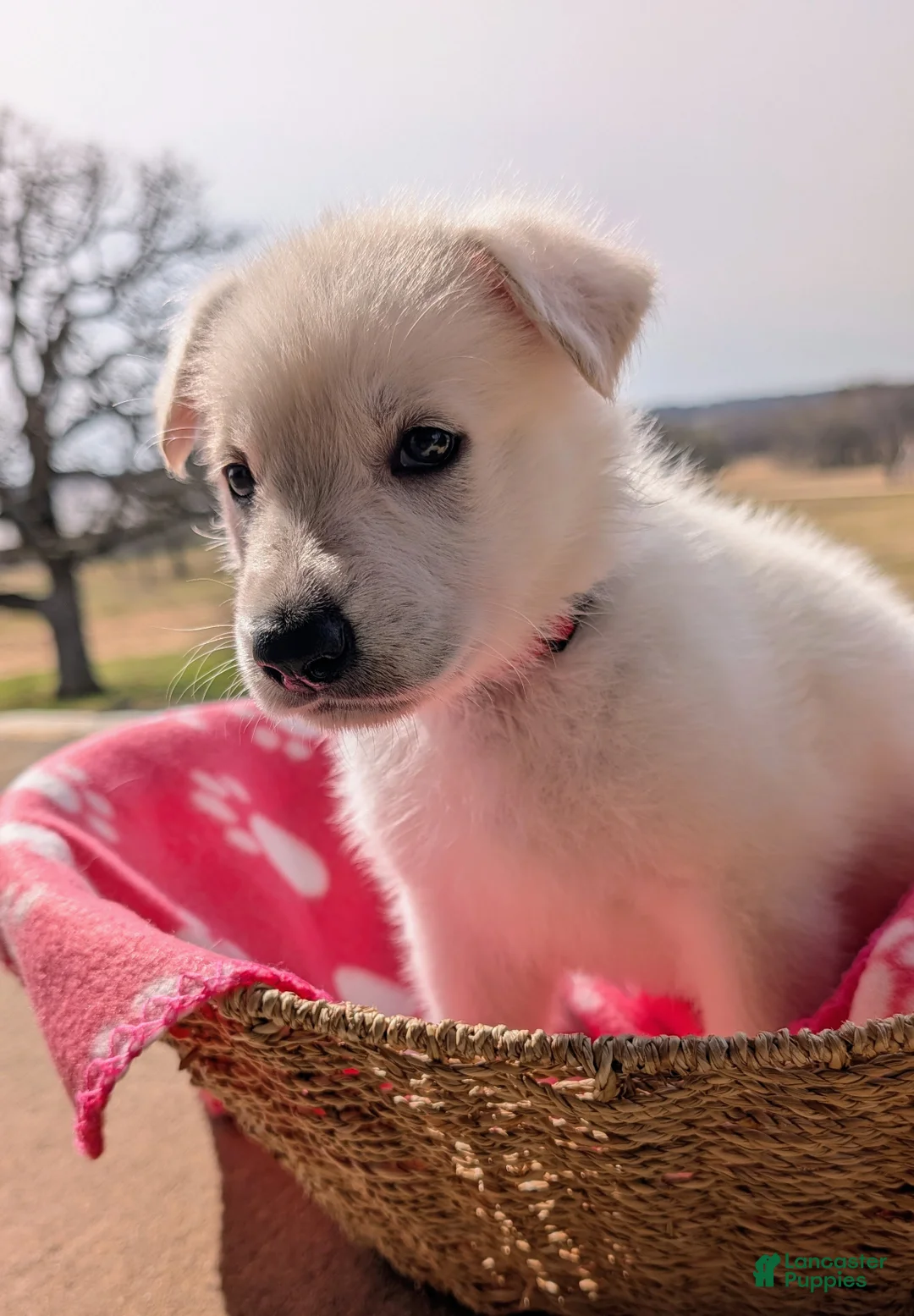 German Shepherd dogs for sale: Attie (short for Atlas) - Ad 2