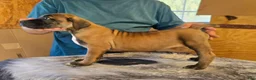 Mixed Breed dogs for sale: Hawks Mayhem  - Ad 3