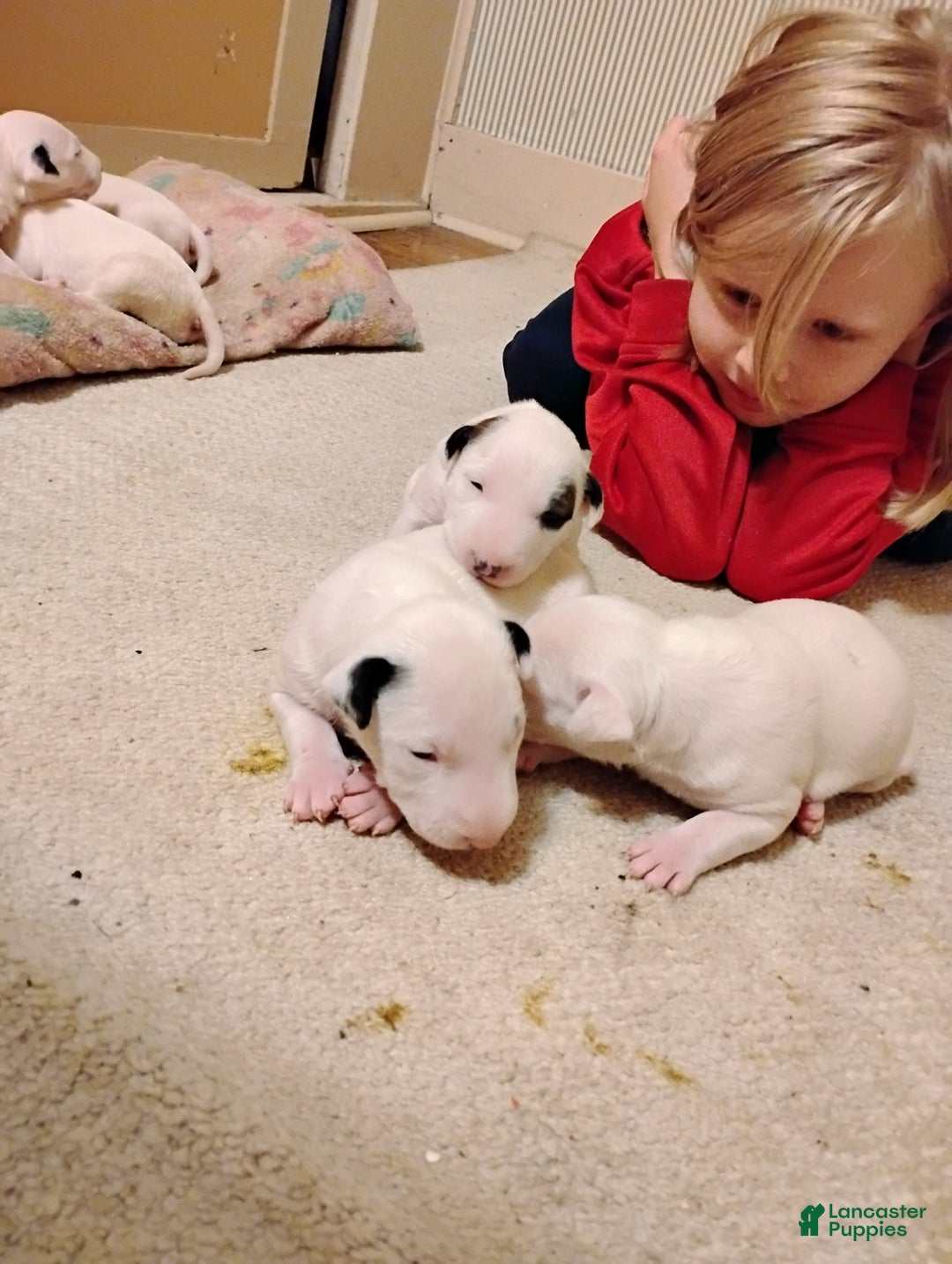 Bull Terrier dogs for sale: Bull Terrier Puppy 2(lil miss) - Ad 3
