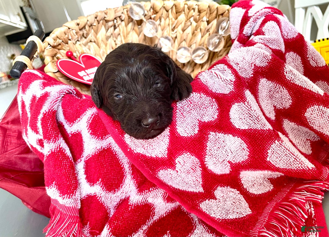 Goldendoodle dogs for sale: Mr red - Ad 1